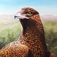 https://jasservices.com.au/product/wedge-tail-eagle/