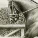 dressage-sample-equine-horse-competition-equestrian-sport-pencil-illustration-peter-jantke-art-studio