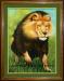 lion-charge-main-king-of-the-jungle-pastel-painting-peter-jantke-art-studio