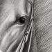 thoroughbred-portrait-sample-race-horse-pure-bred-equine-pencil-illustration-peter-jantke-art-studio
