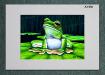 PRC004-a4-jas-green-tree-frog-australian-native-sitting-jantke-art-studio-print