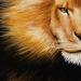 PRC014-sample-jas-animal-lion-charge-king-of-the-jungle-jantke-art-print