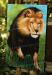 PRC014-side-jas-animal-lion-charge-king-of-the-jungle-jantke-art-print