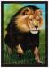 PRC014-print-jas-animal-lion-charge-king-of-the-jungle-jantke-art-print