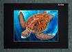 PRC017-A4-jas-green-turtle-queensland-australia-jantke-art-print