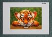 PRC020-A4-jas-kids-art-tiger-cub-jantke-art-print