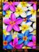 PRC023MC-front-jas-flowers-frangipani-plumeria-madness-colour-jantke-art-print