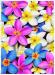 PRC023MC-print-jas-flowers-frangipani-plumeria-madness-colour-jantke-art-print
