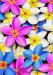 PRC023MC-main-jas-flowers-frangipani-plumeria-madness-colour-jantke-art-print