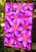 PRC023PK-side-jas-flowers-frangipani-plumeria-madness-pink-jantke-art-print