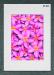 PRC023PK-A4-jas-flowers-frangipani-plumeria-madness-pink-jantke-art-print