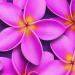 PRC023PK-sample-jas-flowers-frangipani-plumeria-madness-pink-jantke-art-print