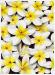 PRC023WT-print-jas-flowers-frangipani-plumeria-madness-white-jantke-art-print