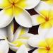 PRC023WT-sample-jas-flowers-frangipani-plumeria-madness-white-jantke-art-print