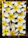PRC023WT-front-jas-flowers-frangipani-plumeria-madness-white-jantke-art-print