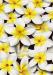 PRC023WT-main-jas-flowers-frangipani-plumeria-madness-white-jantke-art-print