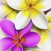 PRC024PK-sample-jas-flower-frangipani-plumeria-bouquet-pink-jantke-art-print