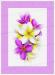 PRC024PK-print-jas-flower-frangipani-plumeria-bouquet-pink-jantke-art-print