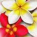 PRC024RD-sample-jas-flower-frangipani-plumeria-bouquet-red-jantke-art-print