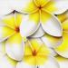 PRC024WT-sample-jas-flower-frangipani-plumeria-bouquet-white-jantke-art-print