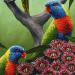 PRC032-sample-jas-rainbow-lorikeets-australian-native-birds-peter-jantke-art-print