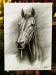 PRC034-front-jas-thoroughbred-portrait-horse-jantke-art-print