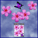 ST024PK-1-open-jas-frangipani-plumeria-flower-butterfly-pack-pink-JAS-Stickers