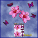 ST023PK-1-open-jas-hibiscus-flowers-butterflies-pink-JAS-Stickers
