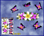 ST046PK-3-open-jas-frangipani-plumeria-flowers-centre-butterflies-pink-white-JAS-Stickers