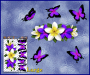 ST046PL-3-open-jas-frangipani-plumeria-flowers-centre-butterflies-purple-white-JAS-Stickers