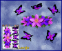 ST046PP-3-open-jas-frangipani-plumeria-flowers-centre-butterflies-pink-purple-JAS-Stickers