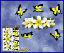 ST046WT-3-open-jas-frangipani-plumeria-flowers-centre-butterflies-white-JAS-Stickers