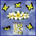 ST046WT-1-open-jas-frangipani-plumeria-flowers-centre-butterflies-white-JAS-Stickers