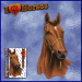 ST052BR-1-open-jas-thoroughbred-horse-portrait-aquine-brown-JAS-Stickers