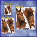 ST053BR-345-packaged-jas-thoroughbred-race-horse-pure-bred-equine-twin-pack-brown-JAS-Stickers