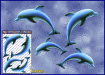 ST057-3-open-jas-bottle-nose-dolphins-porpoise-JAS-Stickers