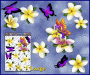 ST062WT-3-open-jas-fairy-magic-frangipani-plumeria-butterfly-white-JAS-Stickers