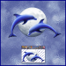 ST063-1-open-jas-moon-dolphins-twilight-JAS Stickers