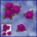 ST066PK-1-open-jas-roses-bunch-flowers-pink-JAS-Stickers