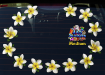 ST074WT-3-car-jas-frangipani-plumeria-flowers-d2-white-JAS-Stickers
