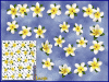ST074WT-4-open-jas-frangipani-plumeria-flowers-d2-white-JAS-Stickers