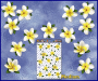 ST074WT-3-open-jas-frangipani-plumeria-flowers-d2-white-JAS-Stickers