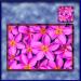 TM003PK-A3-jas-main-frangipani-madness-plumeria-flower-table-mat-pink-jantke-art-studio