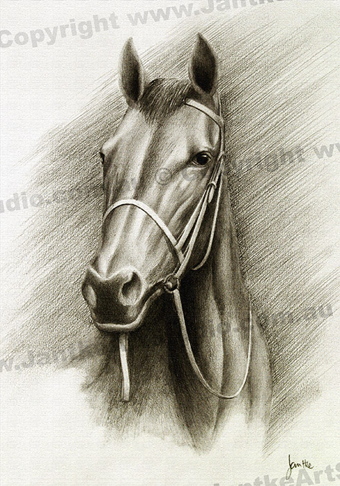 PRC034-main-jas-thoroughbred-portrait-horse-jantke-art-print