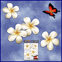 https://jasservices.com.au/product/st024wt-frangipani-butterfly-white/